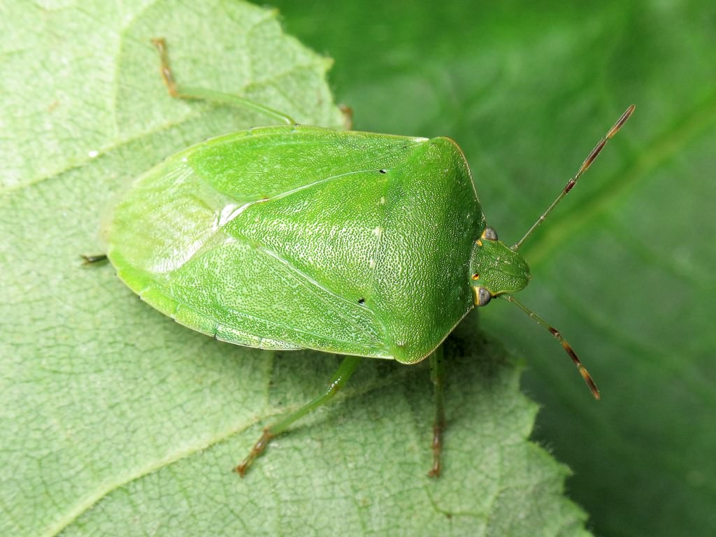 Nezara viridula (Linnaeus, 1758)